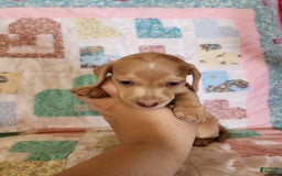 Miniature Dachshund dogs for sale: Cora - Image 8