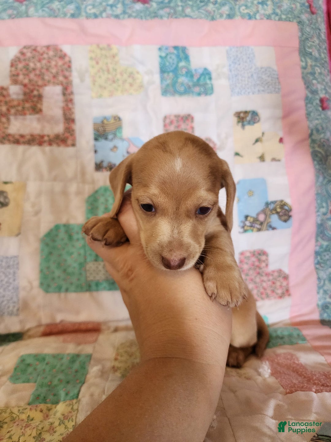 Miniature Dachshund dogs for sale: Cora - Image 8