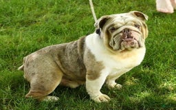 Beabull dogs for sale: Kinsley - Image 12