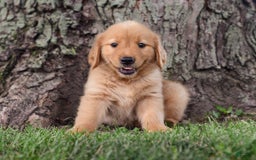 Golden Retriever dogs for sale: Zeke - Image 3