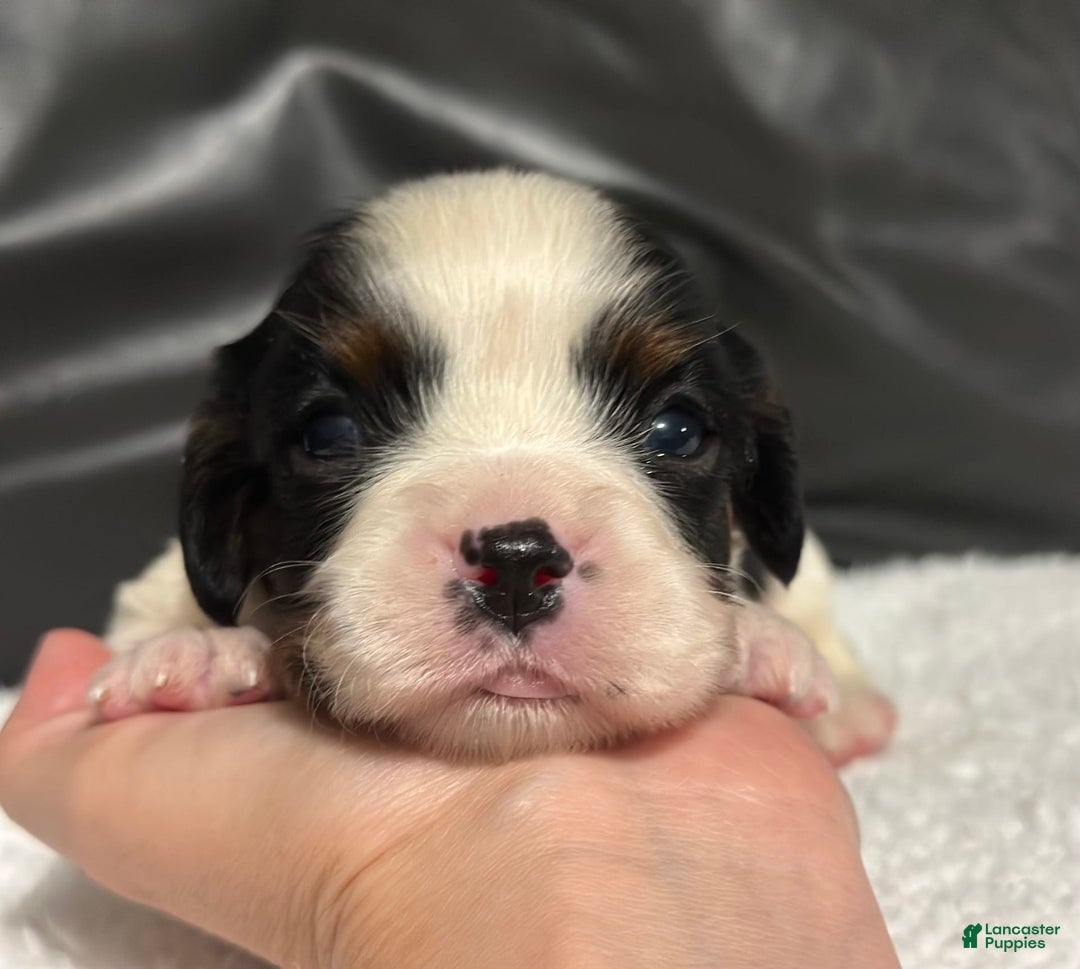 Cavalier King Charles Spaniel dogs for sale: Harlen - Image 9