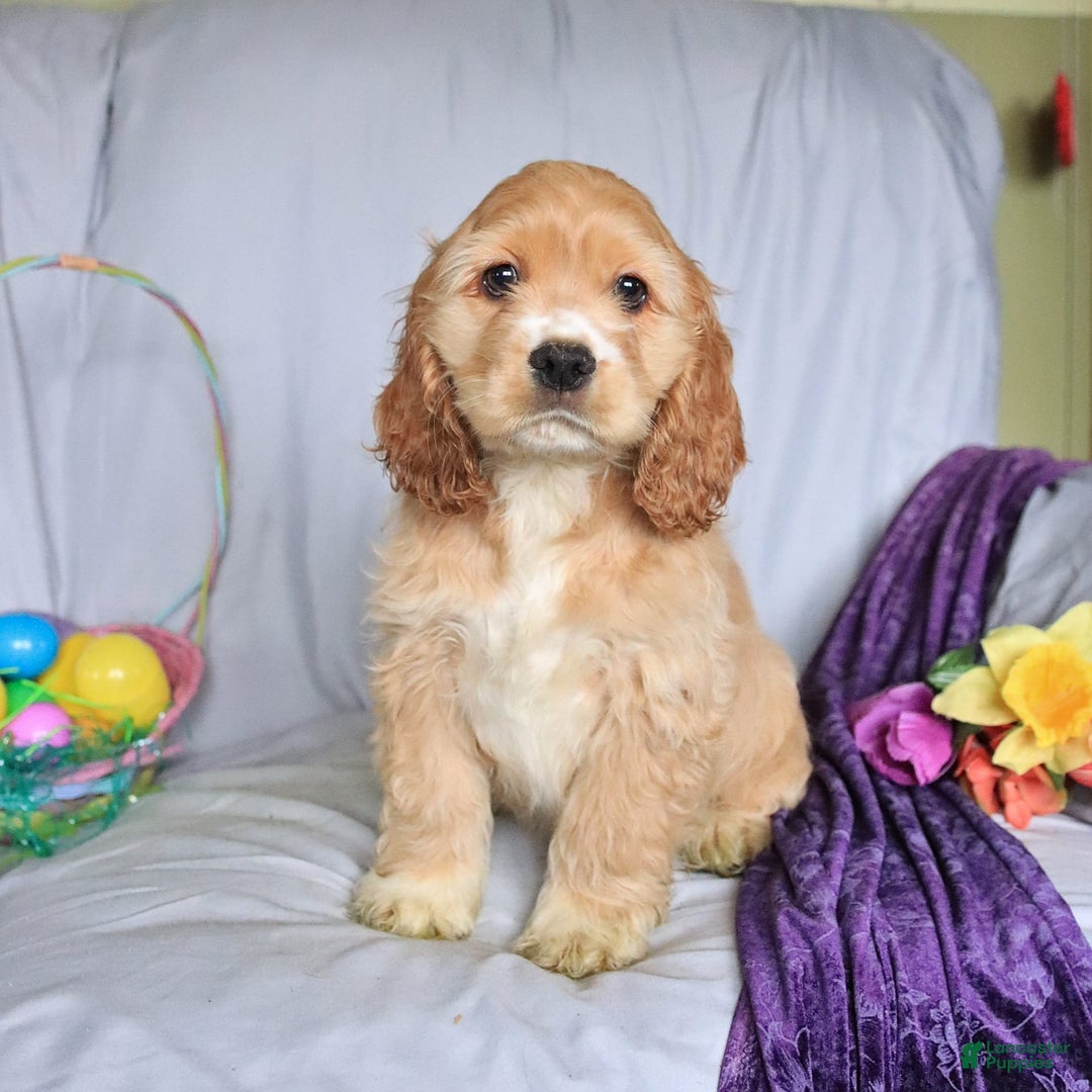 Cocker Spaniel dogs for sale: Huck - Image 2
