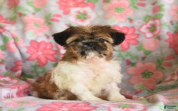 Shih Tzu dogs for sale: Scott - Image 3