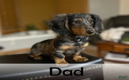 Miniature Dachshund dogs for sale: Faith - Image 20