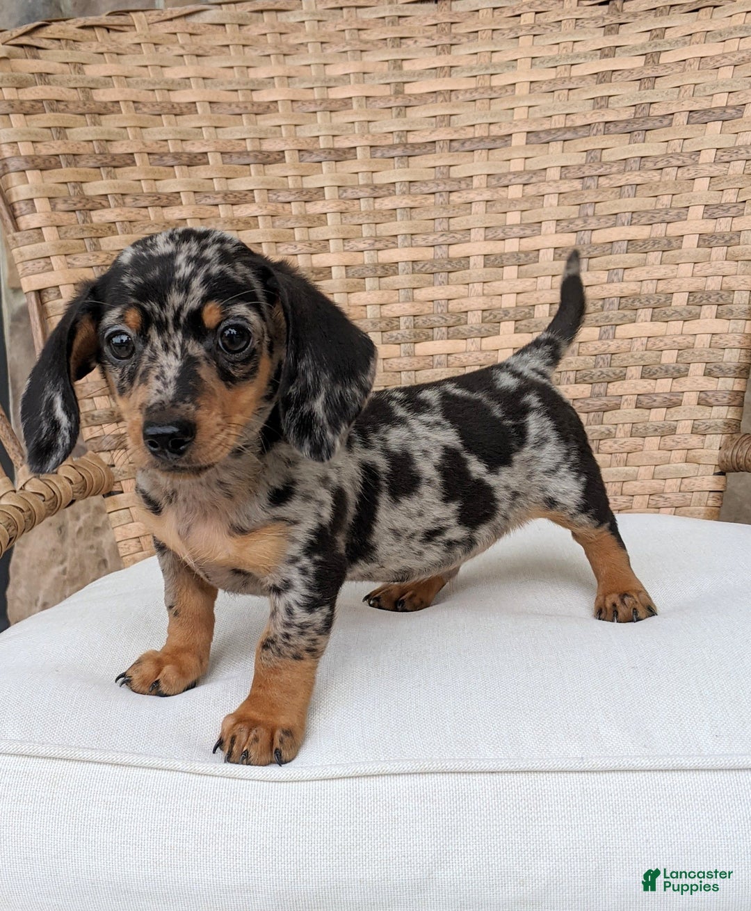 Miniature Dachshund dogs for sale: Buddy - Image 6