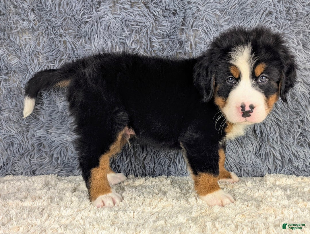 Bernese Mountain Dog dogs for sale: Boomer - Image 1