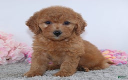 Mini Goldendoodle dogs for sale: Addy - Image 3