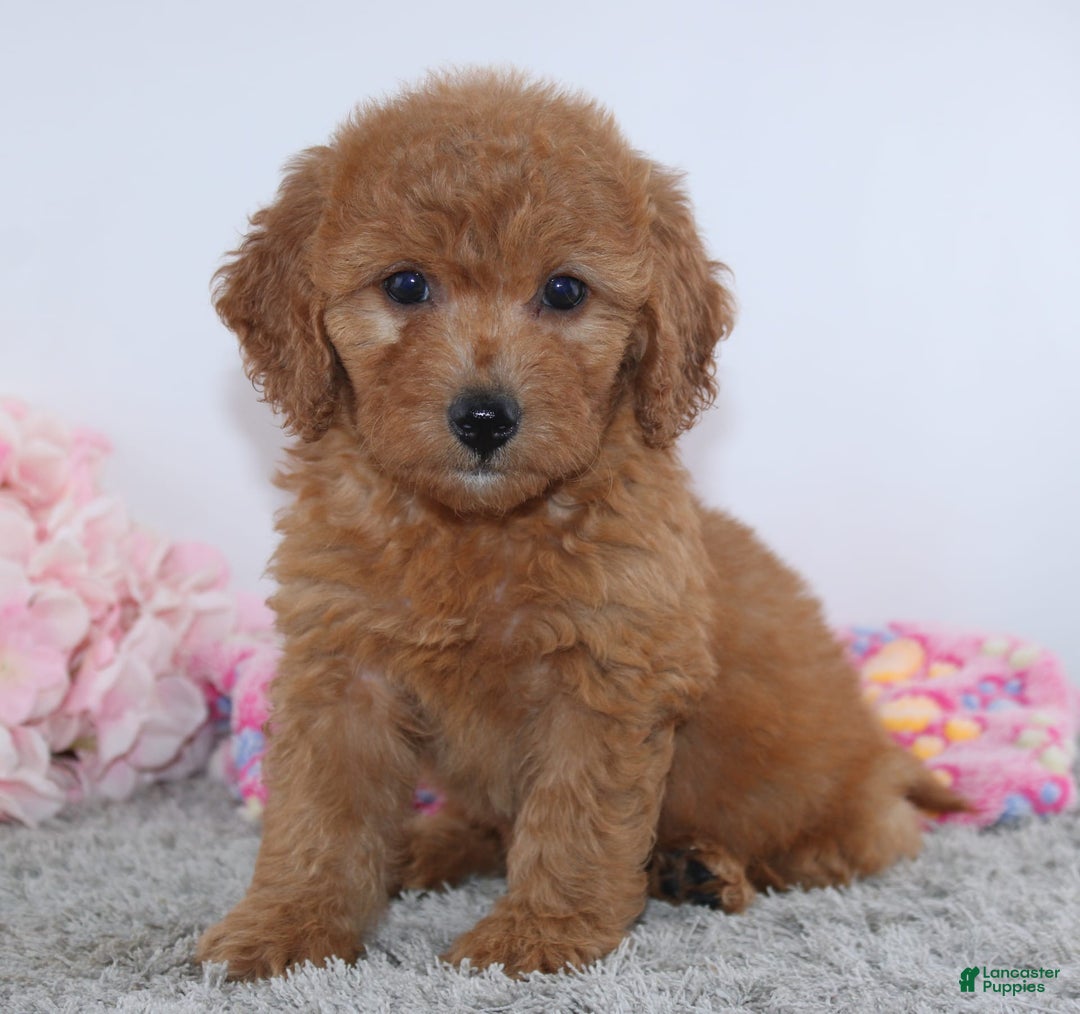 Mini Goldendoodle dogs for sale: Addy - Image 3