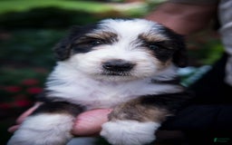 Bernedoodle dogs for sale: Shooter - Image 3