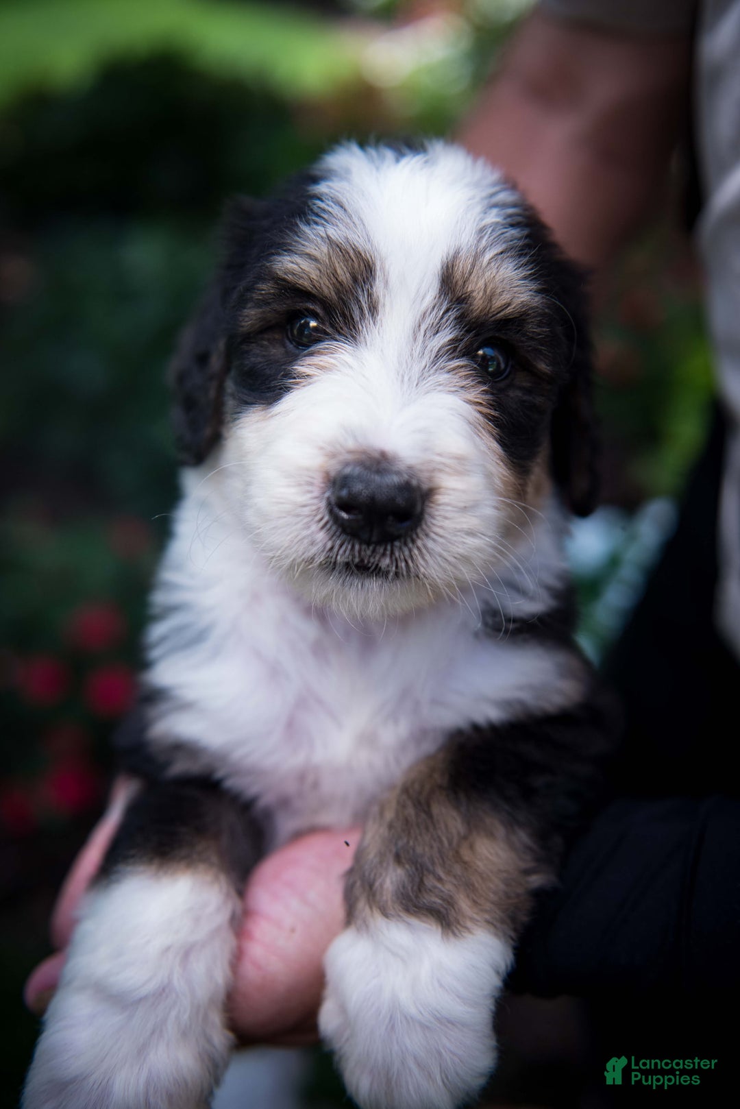 Bernedoodle dogs for sale: Shooter - Image 3