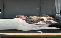 French Bulldog dogs for sale: Gru - Image 7