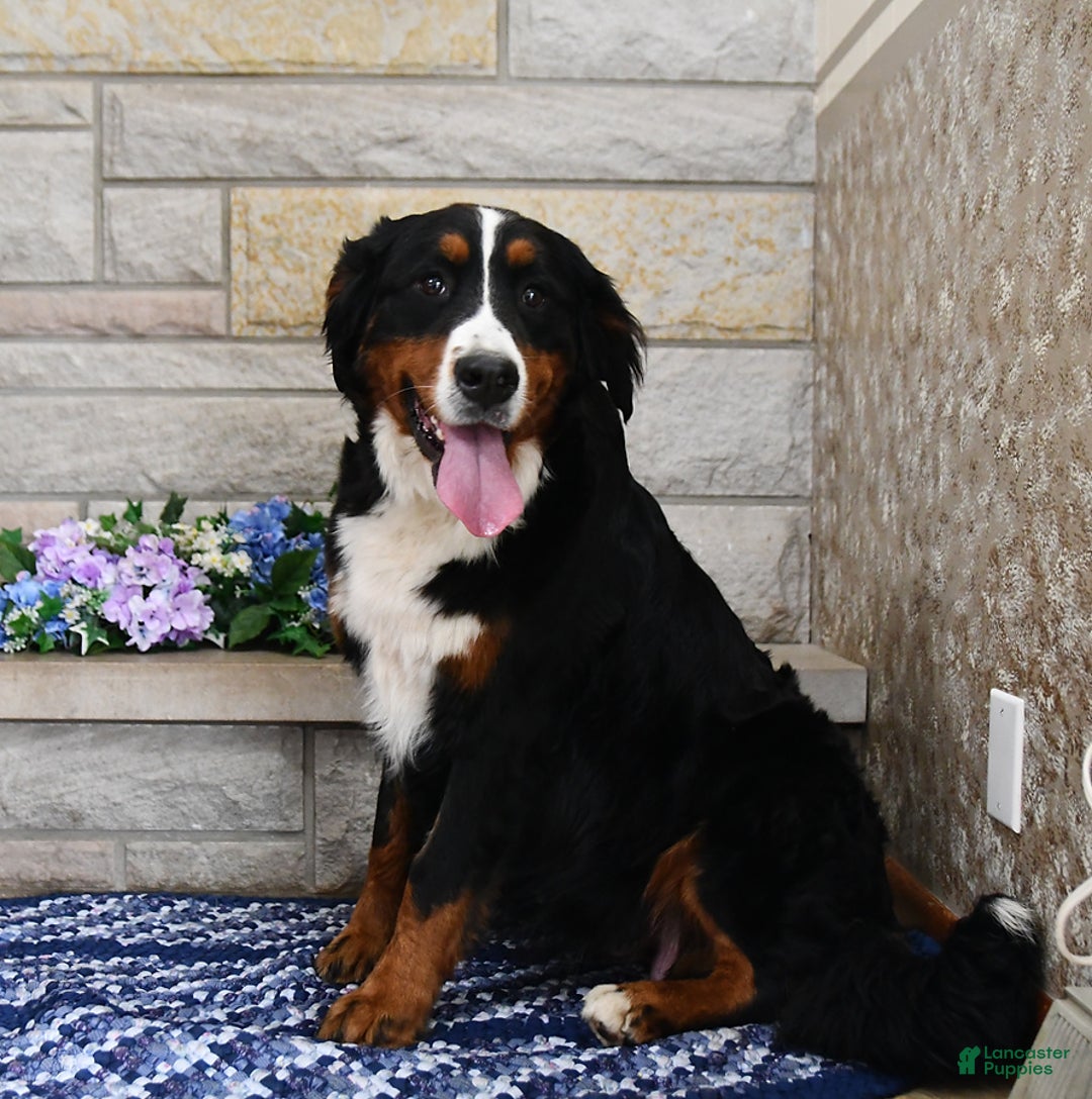 Mini Bernedoodle dogs for sale: Lonni - Image 6