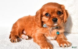 Cavalier King Charles Spaniel dogs for sale: Harrison - Image 8