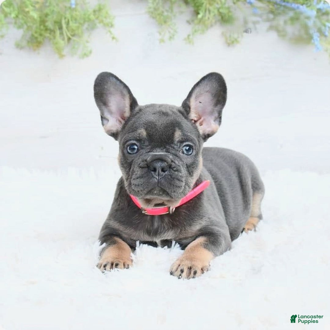 French Bulldog dogs for sale: Nibbles - Image 2