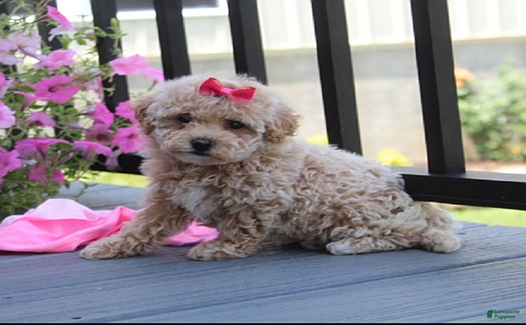 Bichpoo dogs - Advert 4