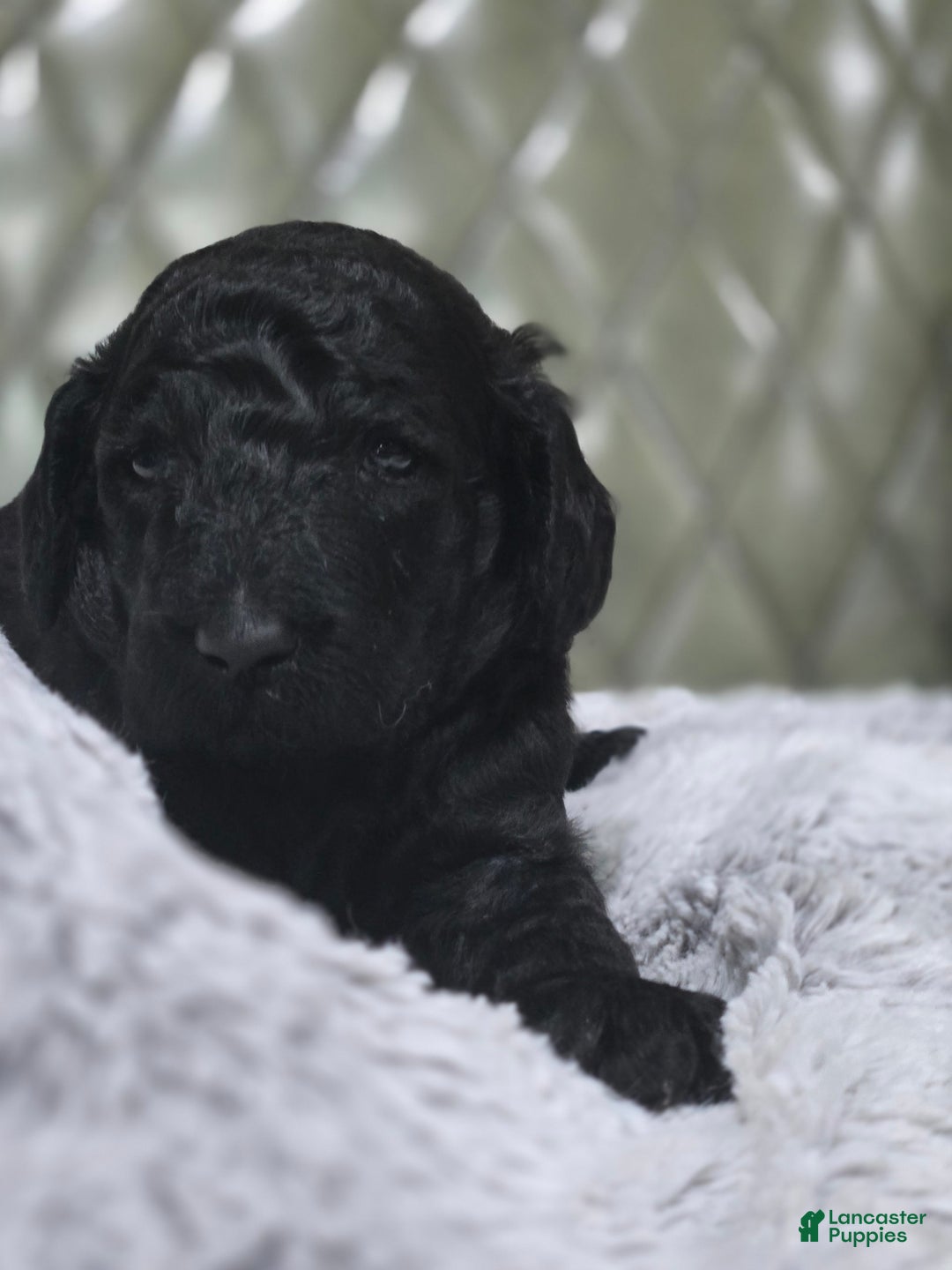 Standard Poodle dogs for sale: Ember - Image 2