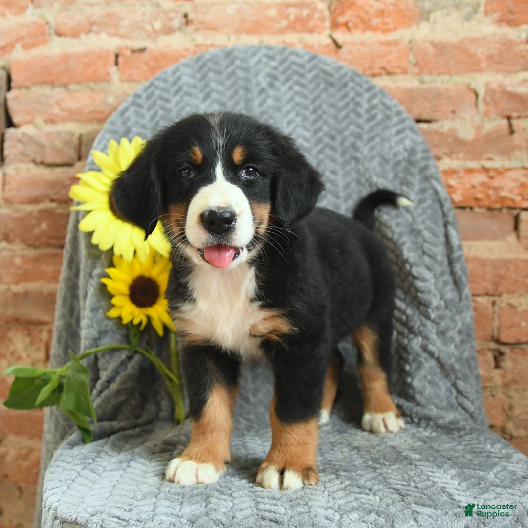 Greater Swiss Mountain Dog dogs for sale: Raven - Image 2