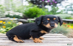 Miniature Dachshund dogs for sale: Tator Tot - Image 2