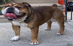 Olde English Bulldogge dogs for sale: Kandi - Image 5