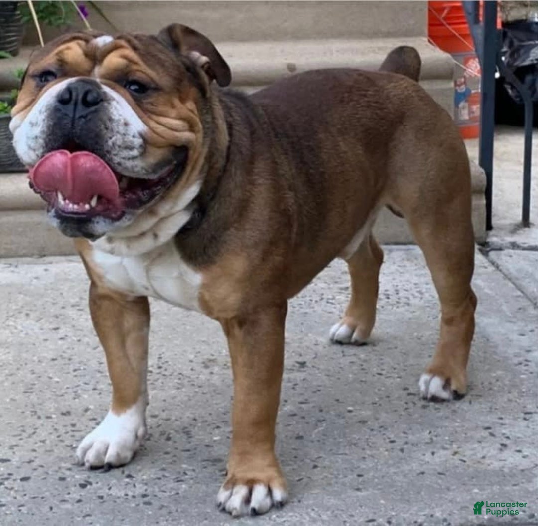 Olde English Bulldogge dogs for sale: Kandi - Image 5
