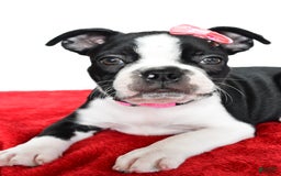 Frenchton dogs for sale: Bailey - Image 1