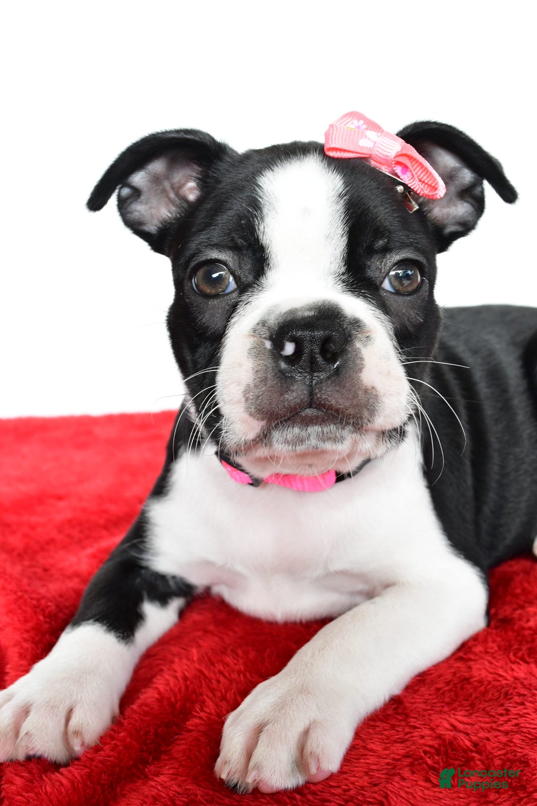 Frenchton dogs for sale: Bailey - Image 1