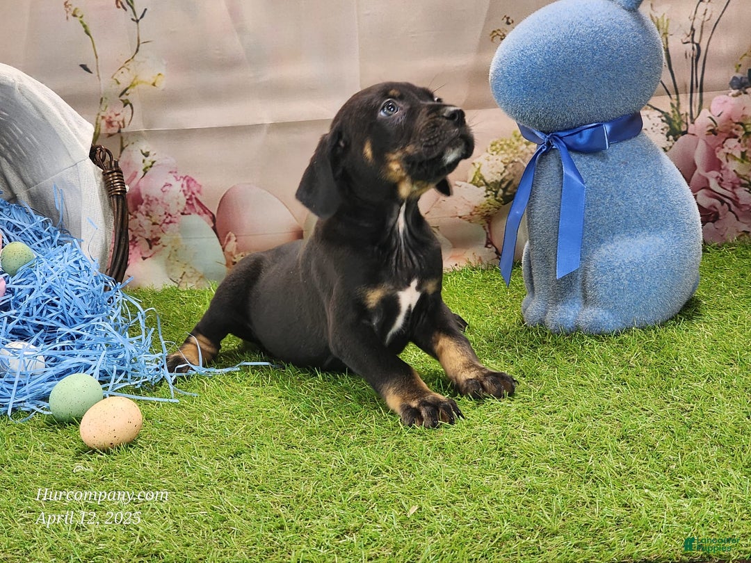 Catahoula Leopard Dog dogs for sale: Juliet 2025 M8 Catahoula Puppy - Image 4
