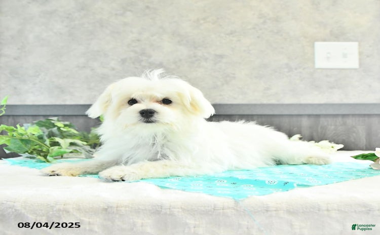 Maltese dogs for sale - Ad 1