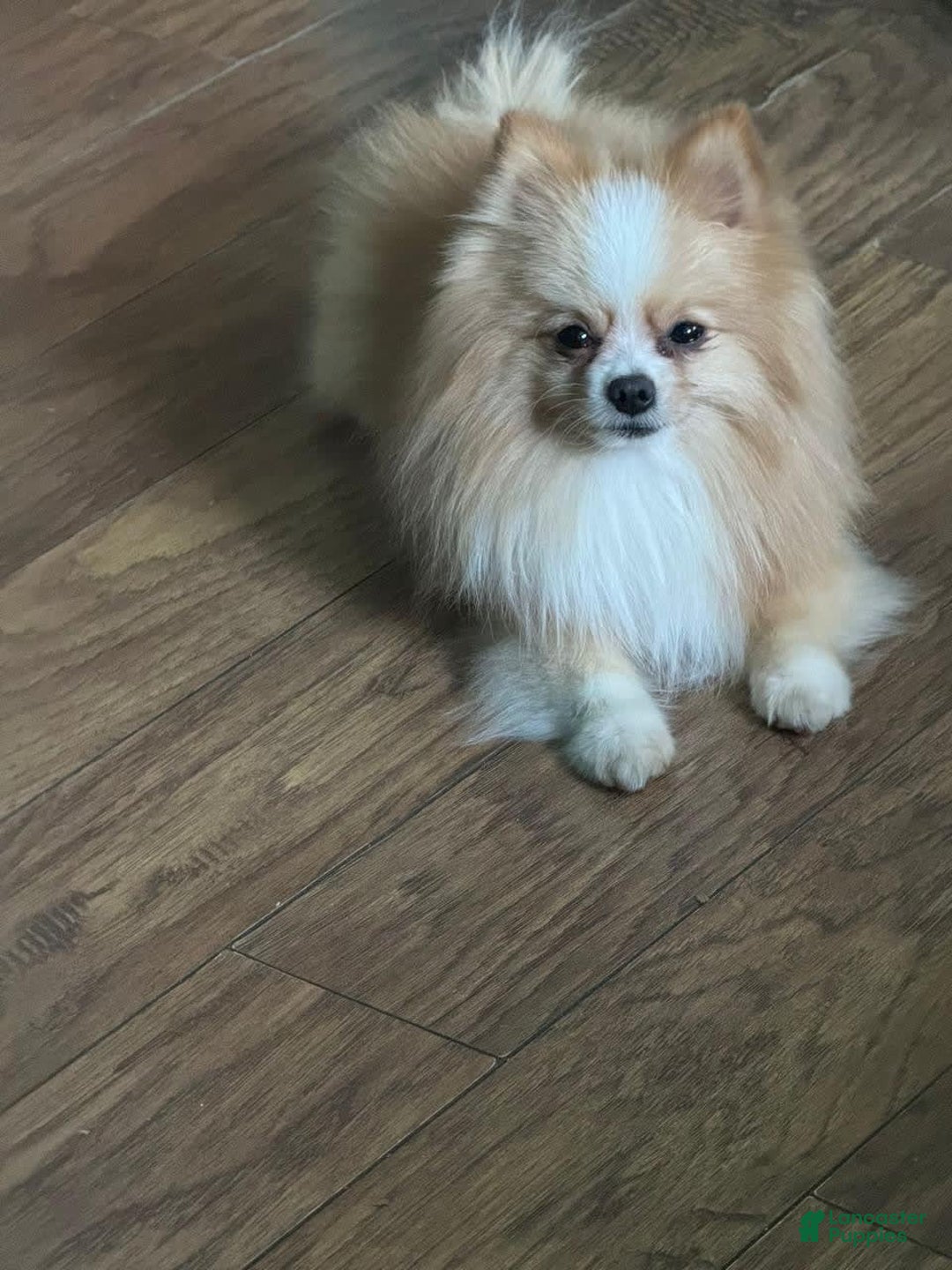 Pomeranian dogs for sale: Fluffy - Image 7
