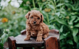 Mini Goldendoodle dogs for sale: Chloe - Image 11