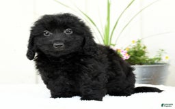 Mini Goldendoodle dogs for sale: Hailey - Image 8