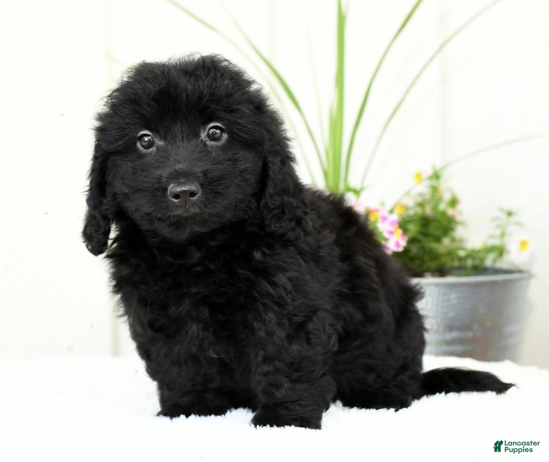 Mini Goldendoodle dogs for sale: Hailey - Image 8