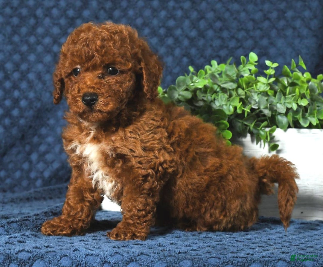 Cavapoo dogs for sale: Finn - Image 10
