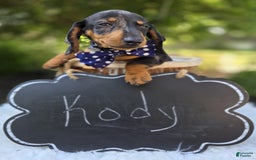 Miniature Dachshund dogs for sale: Kody - Image 2