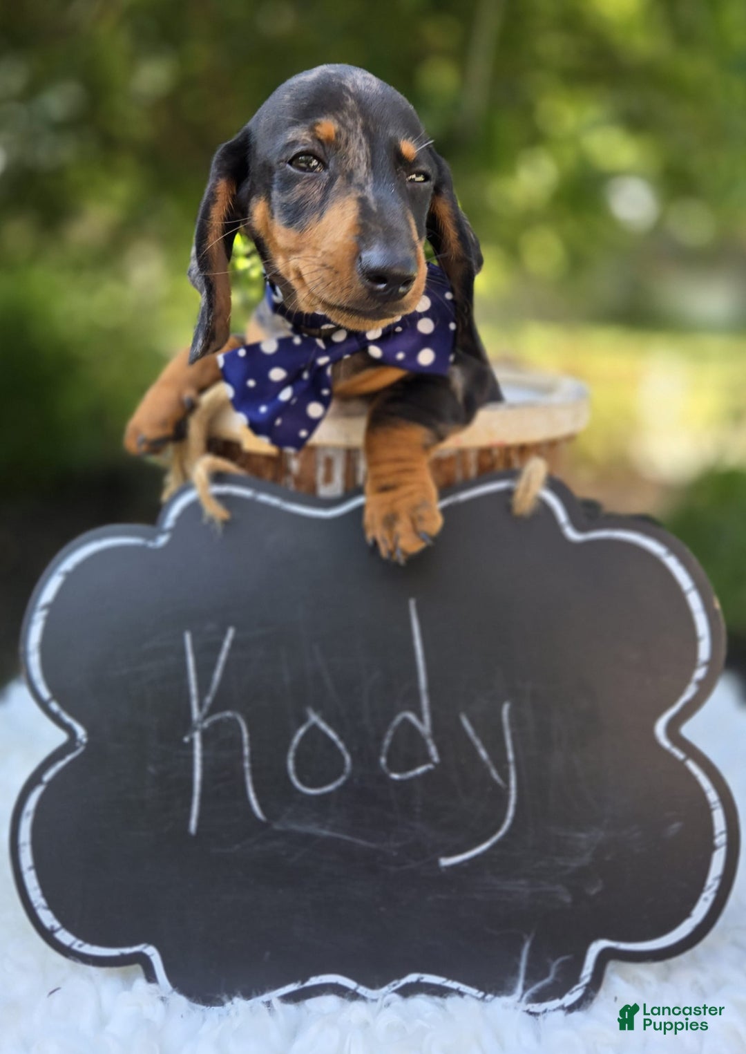 Miniature Dachshund dogs for sale: Kody - Image 2
