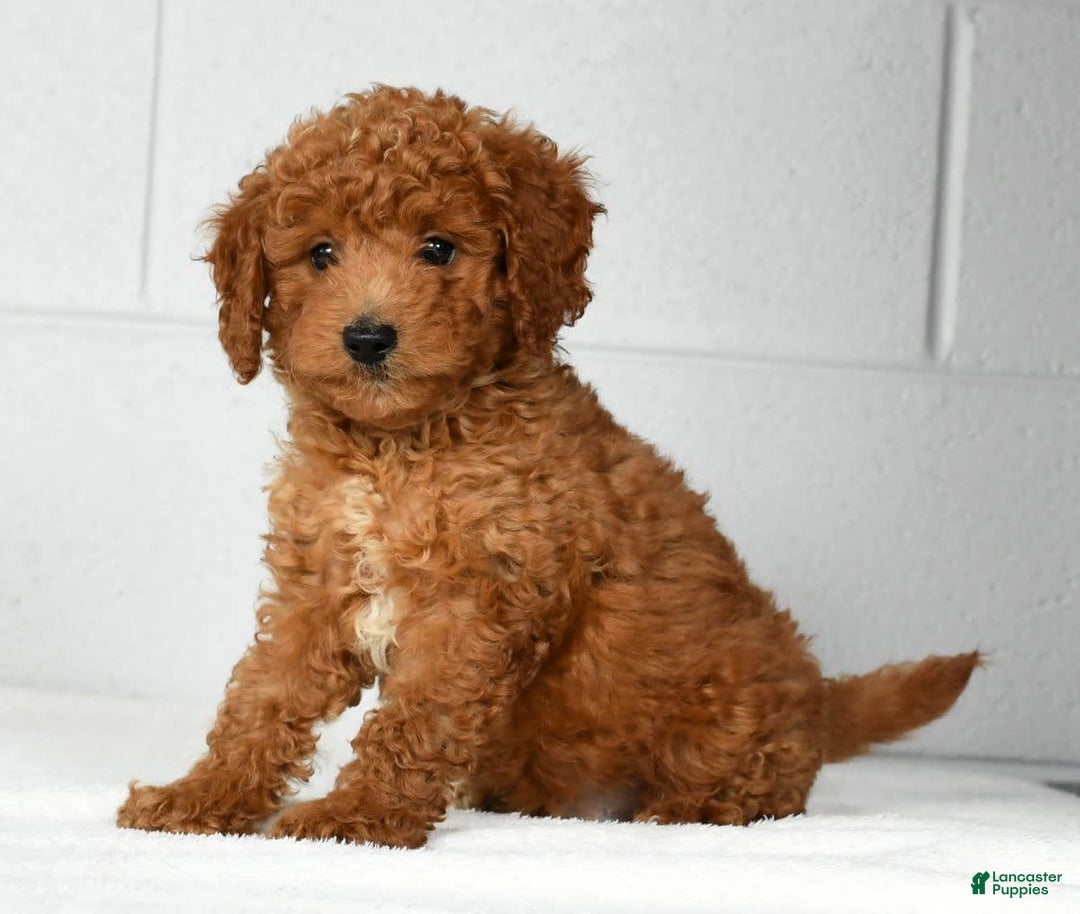 Mini Goldendoodle dogs for sale: Roger - Image 5