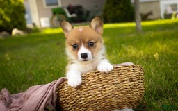 Welsh Corgi Pembroke dogs for sale: Macaroon - Image 5