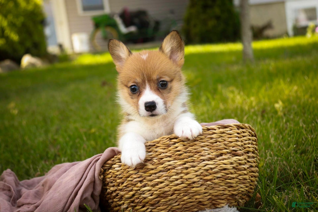 Welsh Corgi Pembroke dogs for sale: Macaroon - Image 5