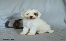 Shihpoo dogs for sale: Rex - Image 1