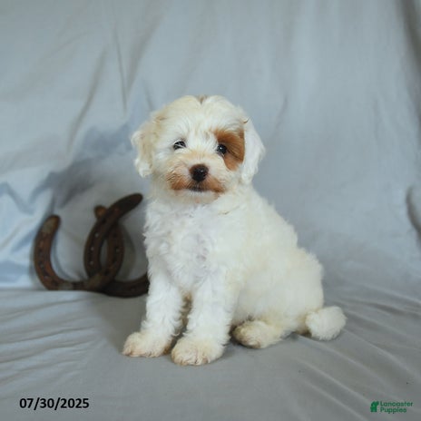 Shihpoo dogs for sale - Ad 4