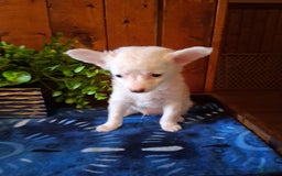 Chinese Crested dogs for sale: Teddy - Image 12