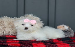 Maltese dogs for sale: Samantha - Image 13