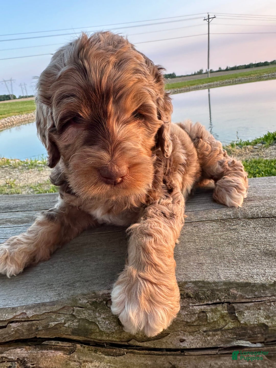 Labradoodle dogs for sale: Multigenerational Coco - Image 3