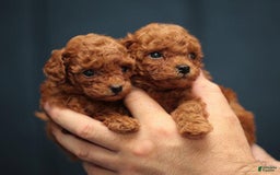 Toy Poodle dogs for sale: Brain - Image 3