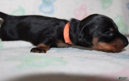 Dachshund dogs for sale: Raven Girl 2 - Image 10
