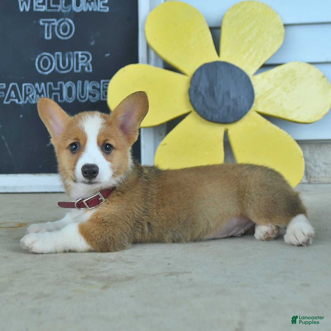 Welsh Corgi Pembroke dogs for sale: Miles - Image 5