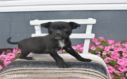 Pug dogs for sale: Petunia - Image 1