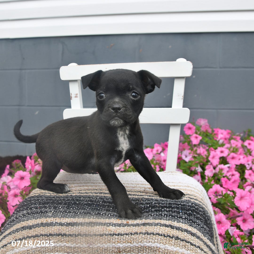 Pug dogs for sale: Petunia - Image 1