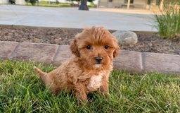Cavapoo dogs for sale: Karla - Image 8