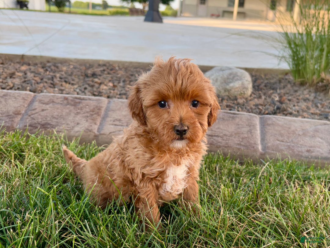 Cavapoo dogs for sale: Karla - Image 8